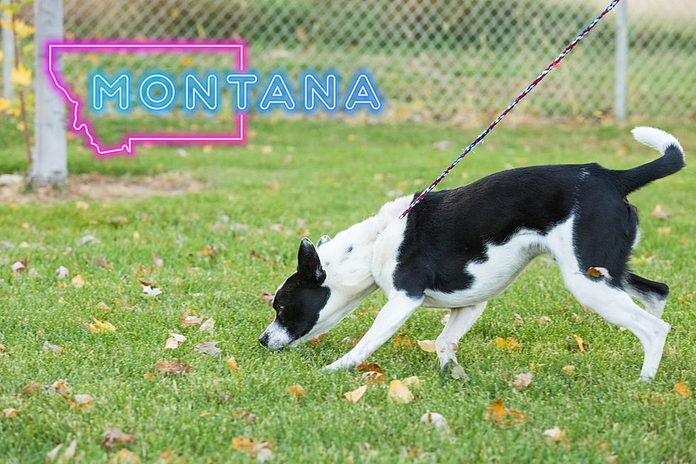What Happens When My Dog Bites Someone In Montana?