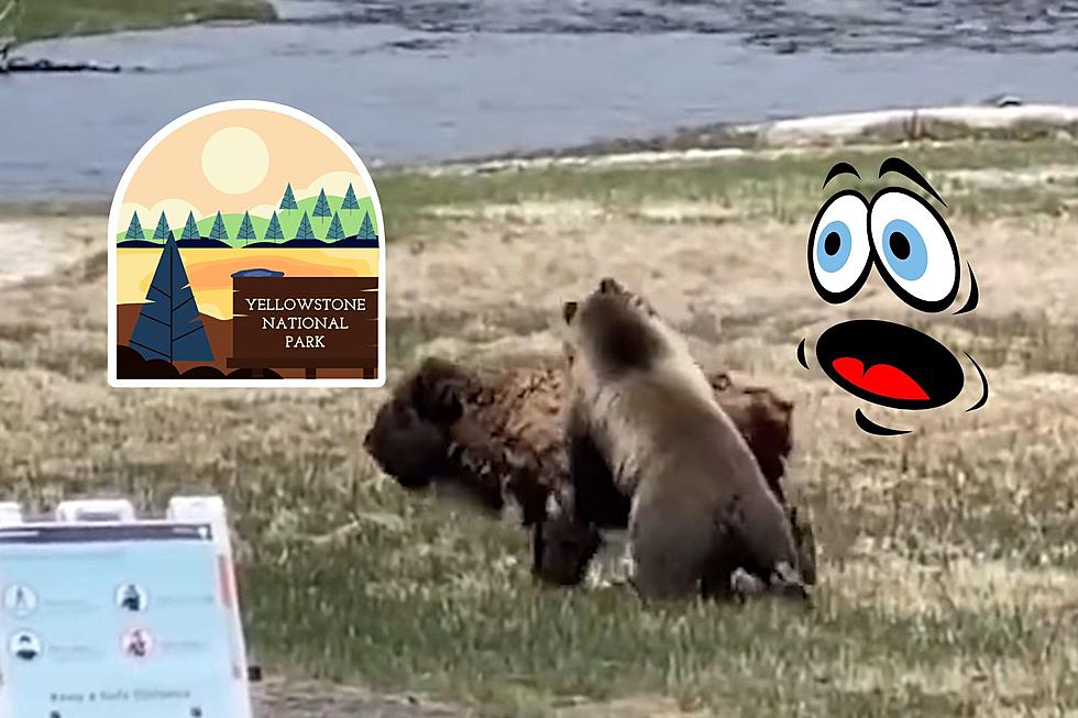 Survival Of The Fittest: Grizzly VS Bison, Yellowstone Park