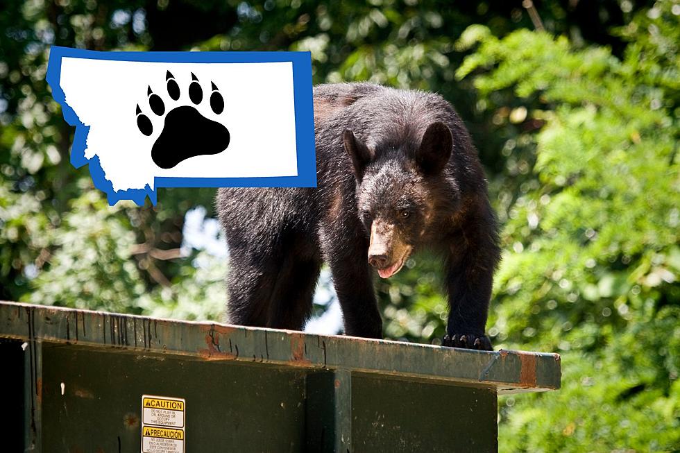 Officials Seek Regulation On Bears Accessing Trash in Montana 