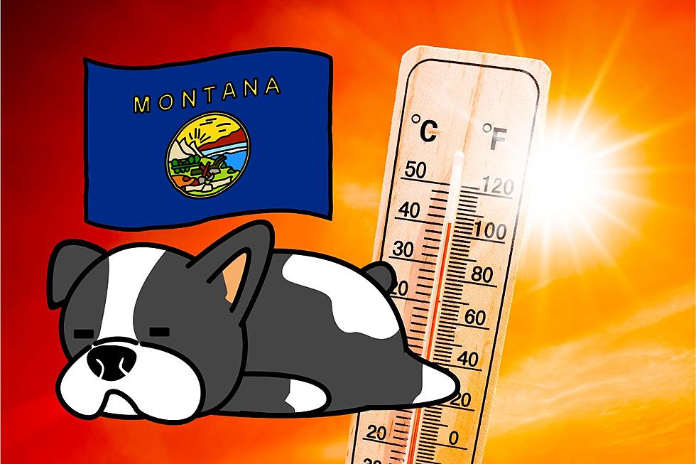 How To Keep Your Dog From Heatstroke In Our Hot Montana Summer