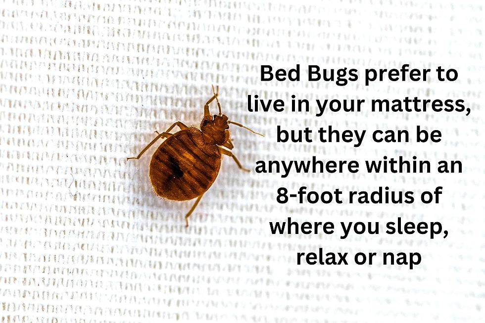 Be Careful About Bed Bugs When You Travel! - Intrastate Services