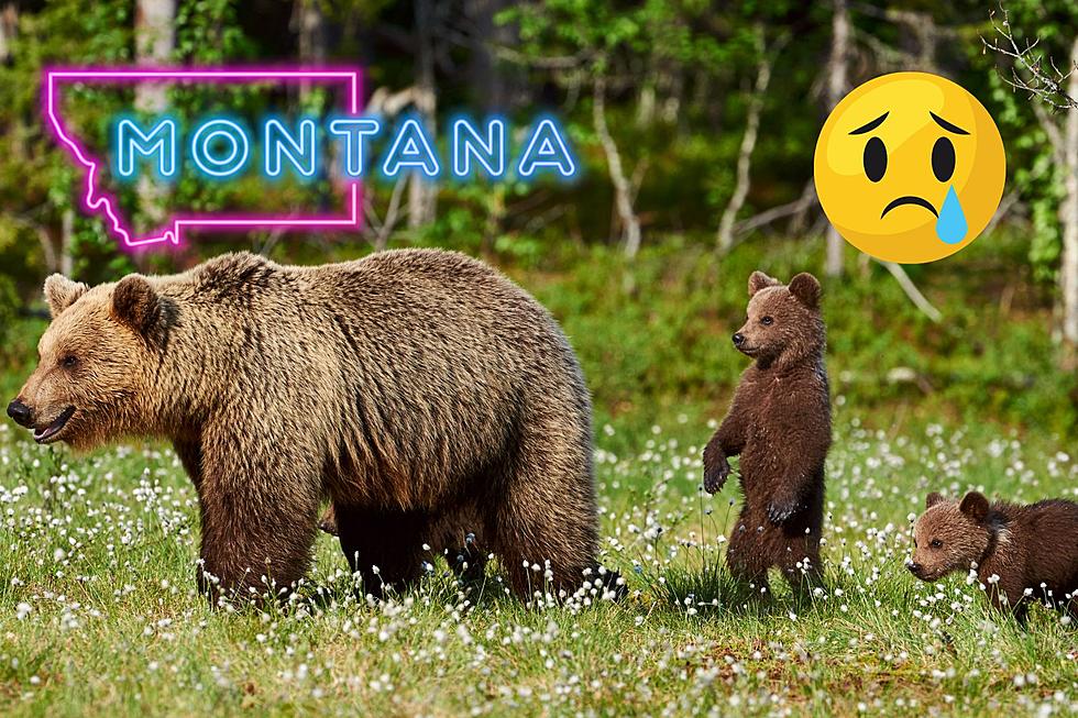 Momma Bear And Cub Euthanized In MT After Continued Conflicts