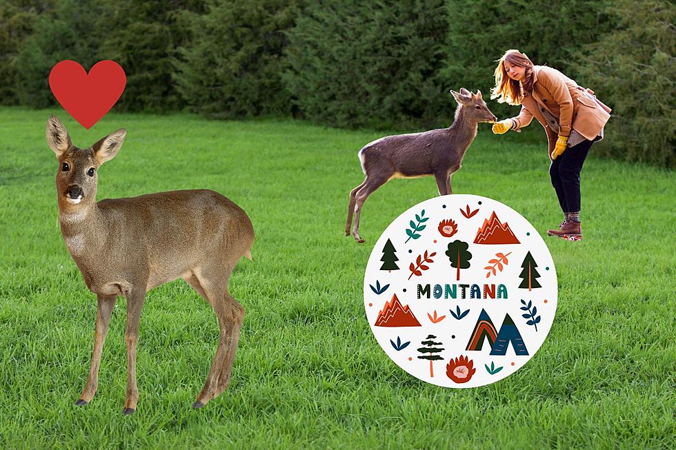 Can You Keep A Deer As A Pet In Montana?