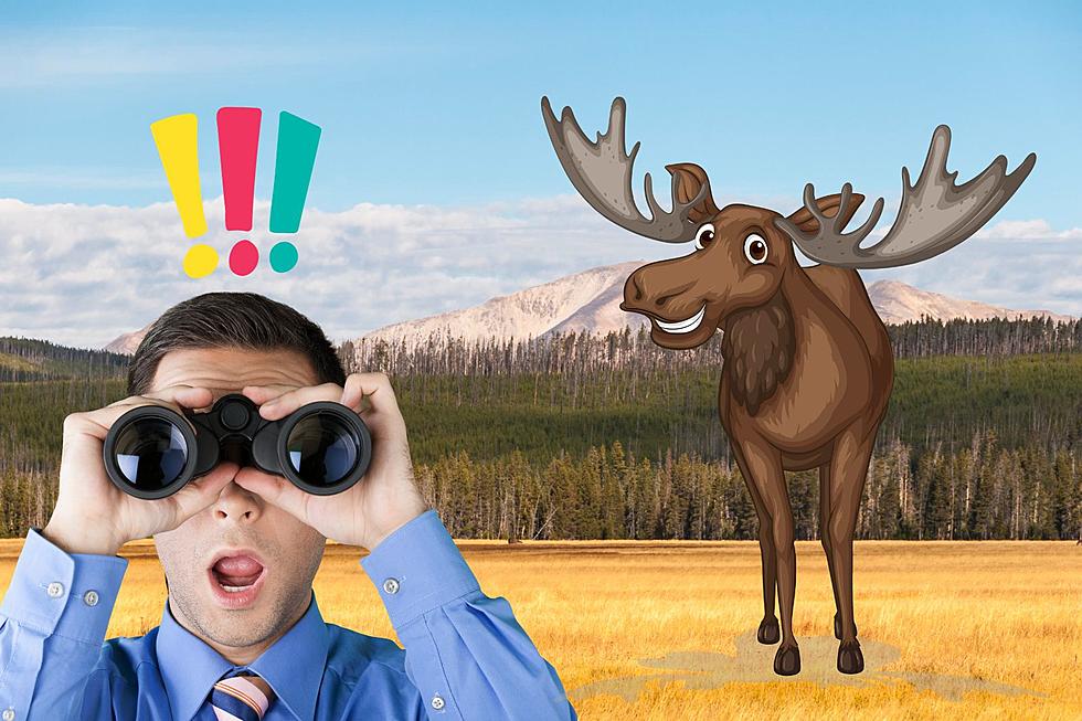 Everyone Is Looking For The &#8220;Moose&#8221; in Yellowstone National Park