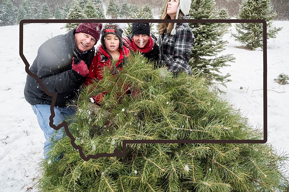 Can You Cut Down Your Own Authentic Christmas Tree In Montana?