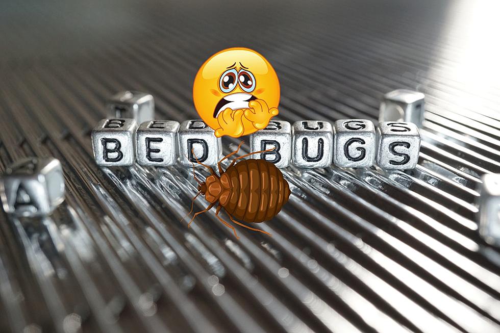 Travelling? Prevent Bed Bugs With These Expert Exterminator Tips