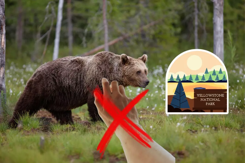 Tourist&#8217;s Risky Encounter With A Grizzly Bear In Yellowstone