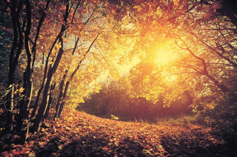 fall scene Montana