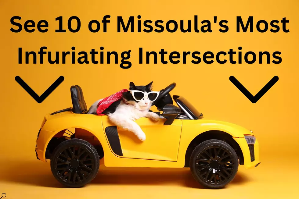 cat driving missoula montana annoying intersections