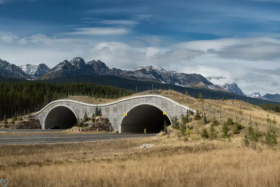 Wildlife crossing montana