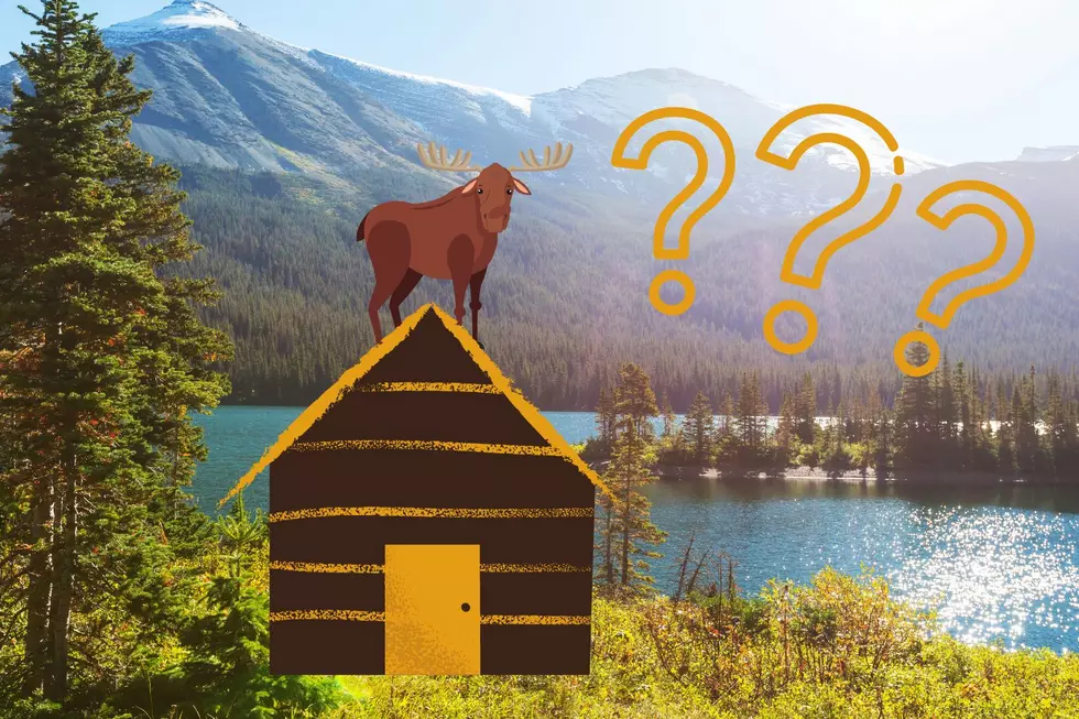 Moose eating on roof of a Montana Dude Ranch? 