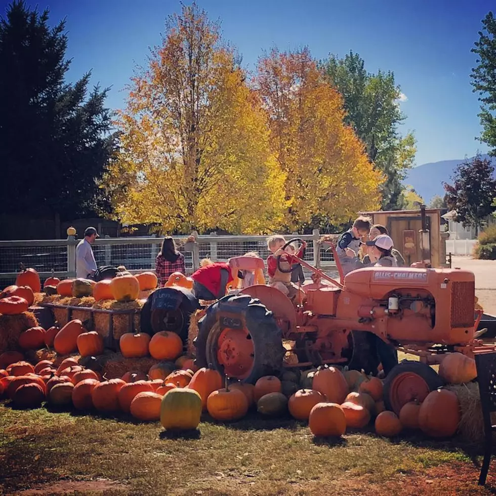 A Montana Tradition! Turner Farms Pumpkin Patch Back Oct. 1st