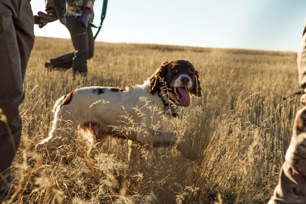 Bird Hunters Warned by FWP of Avian Influenza Virus