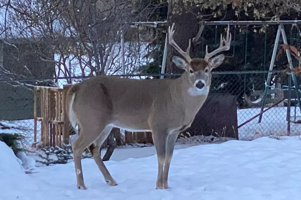A Dramatic Deer Rescue in Missoula Happened, But Why? [Opinion]