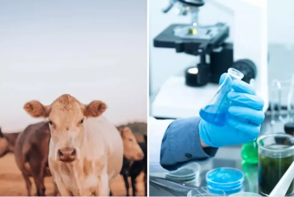 Will Montanans Eat Meat Grown in a Lab?