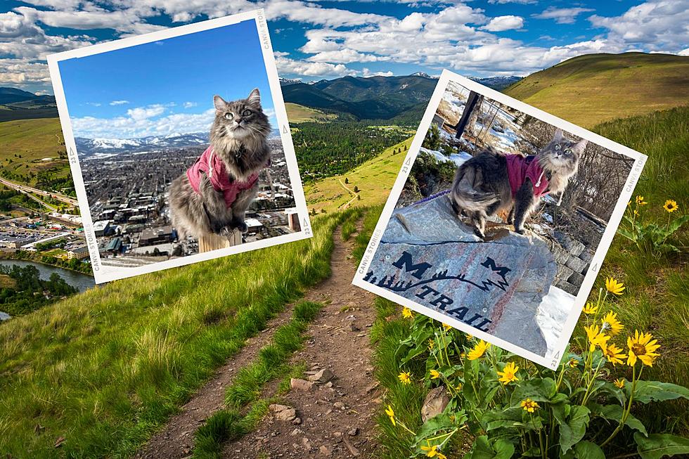 This Adventurous Cat Is Hiking In and Around Montana