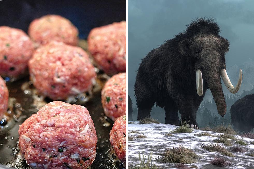 Montanans Won&#8217;t Eat Lab Grown Meat. What About Woolly Mammoth?