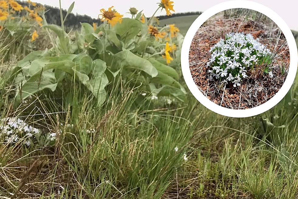 Watch Your Step! Rare Flower in Missoula Needs Your Protection