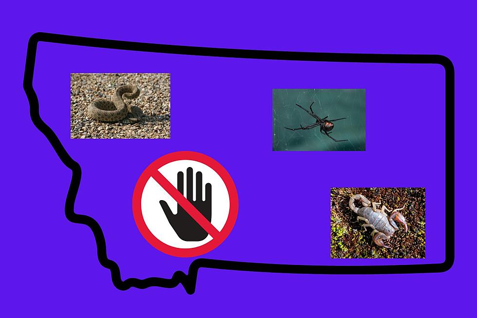 Montana’s Poisonous or Venomous Animals That Are Dangerous