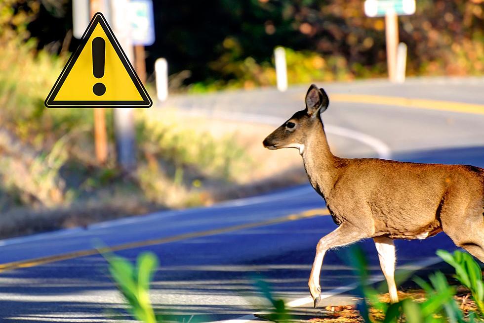Look Out! Missoula Streets Where You Are Most Likely To Hit a Deer