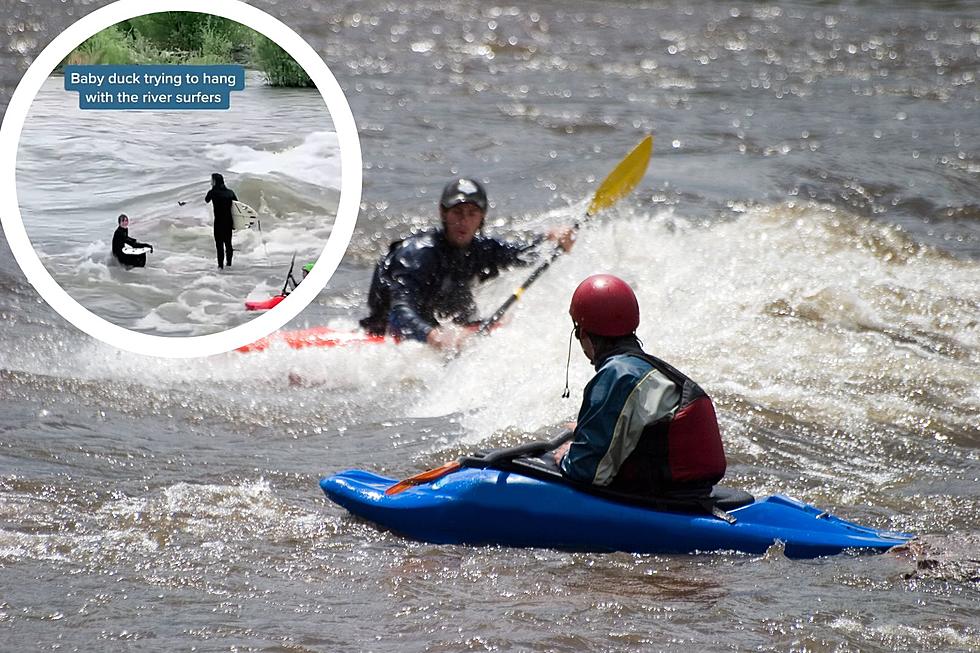 Watch a Duck Ride the Waves on Montana River with Surfers