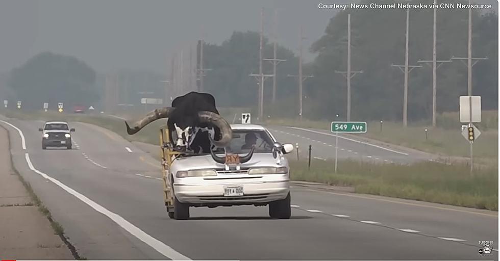 Is it Legal in Montana to Transport Livestock In Your Car?