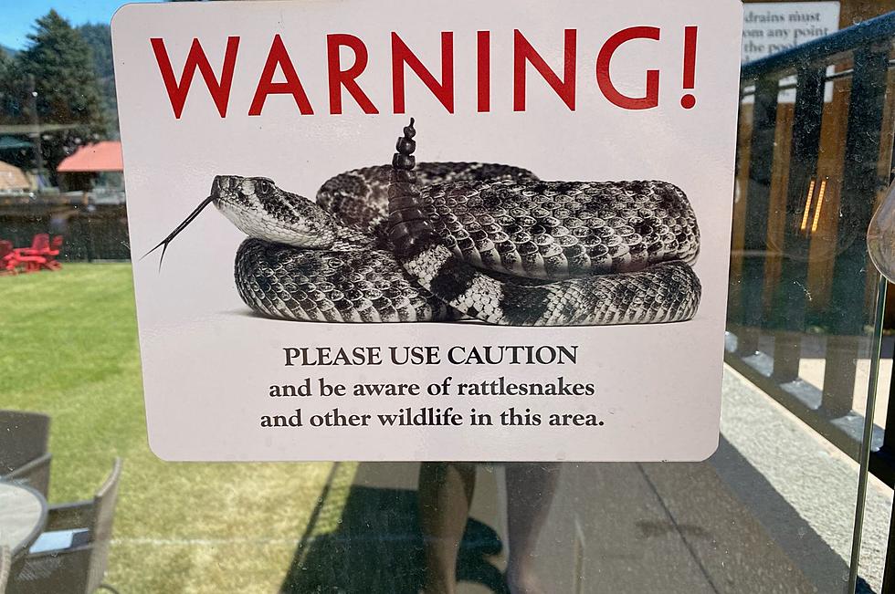 Massive Montana Rattlesnake Is One of The Biggest You&#8217;ll Ever See