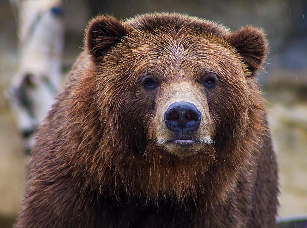 Montana Man Attacked By 'Mega Bear'
