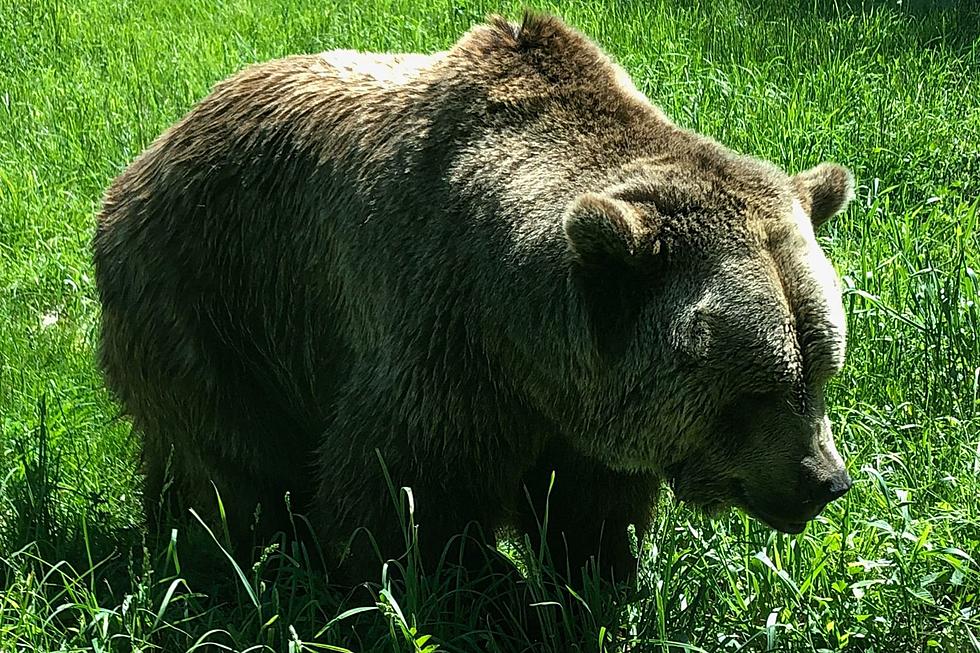 Montana Zoo Mourns the Passing of Beloved Bear &#8216;Bruno&#8217;