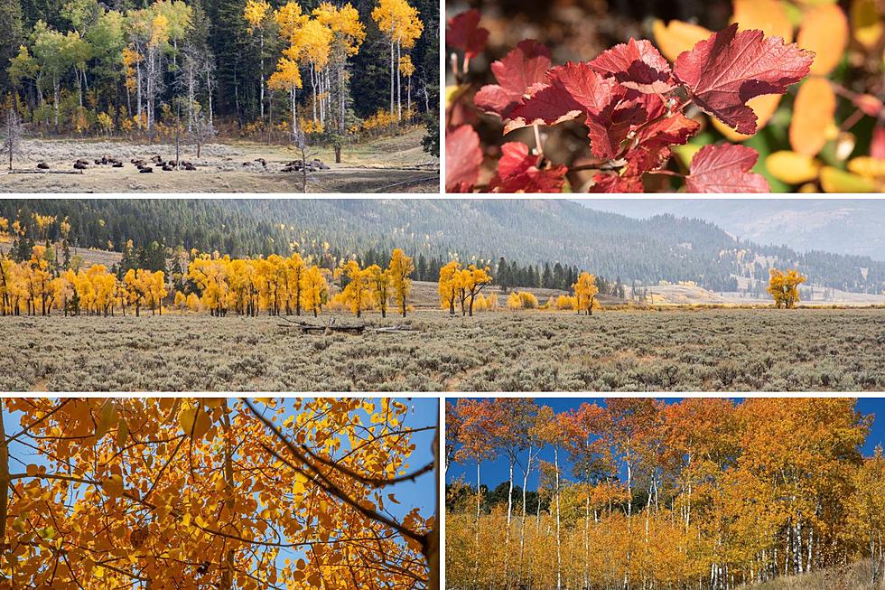 See Stunning Photos of Yellowstone National Park in the Fall [Gallery]