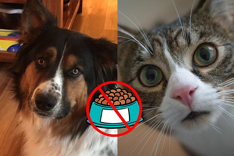 Montana Pet Owners Told to Destroy This Pet Food