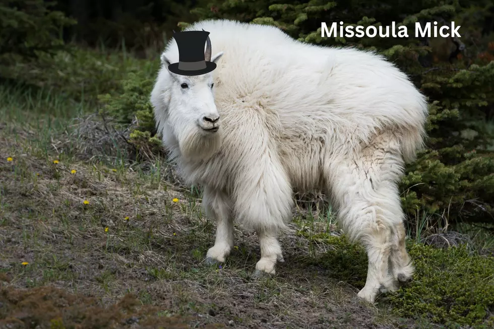 Montana Animals