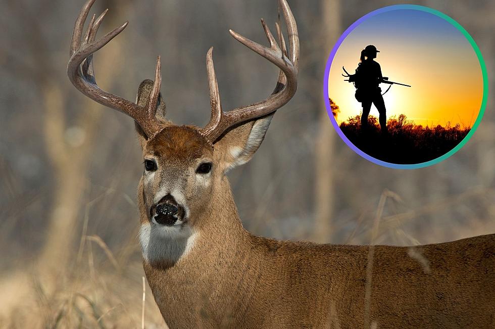 ‘Zombie Deer Disease’ Raising Concerns in Scientists: Montana Data