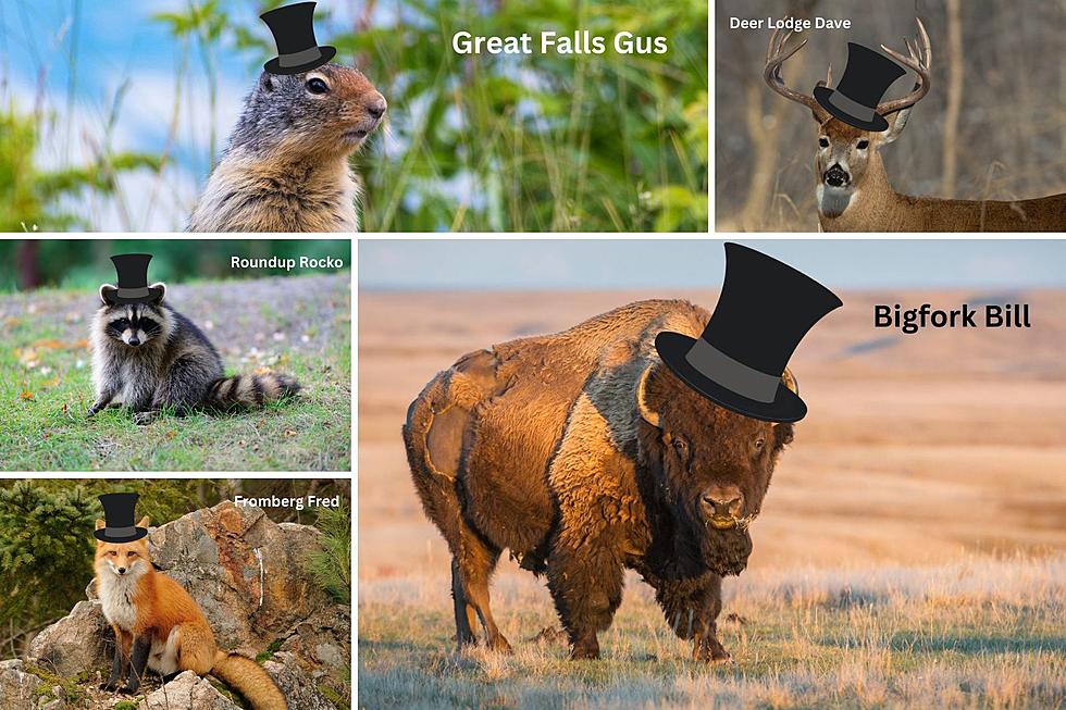 11 Montana Animals That Should Be Famous for Predicting Weather