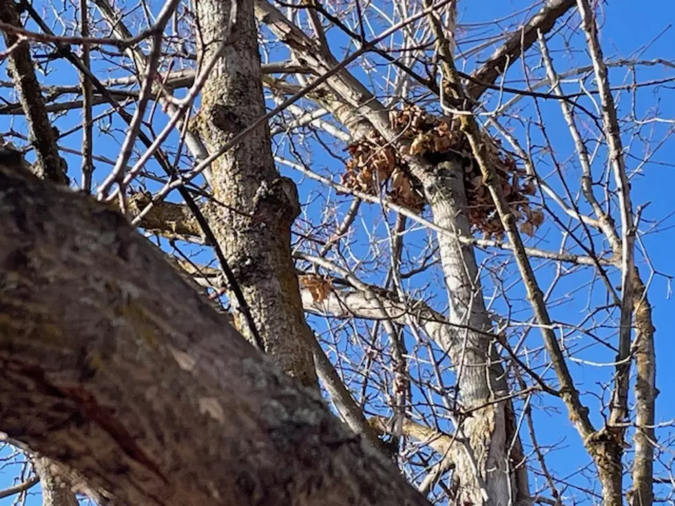 Squirrel Drey in Montana
