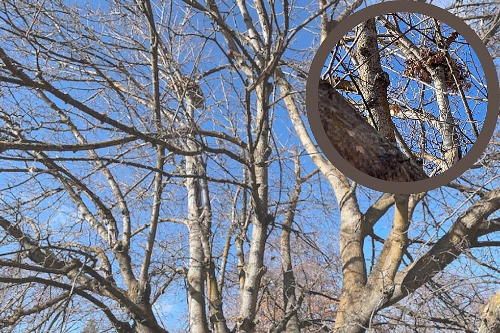 If You See a Montana Tree With a Ball of Leaves, It’s Not a Birds’ Nest
