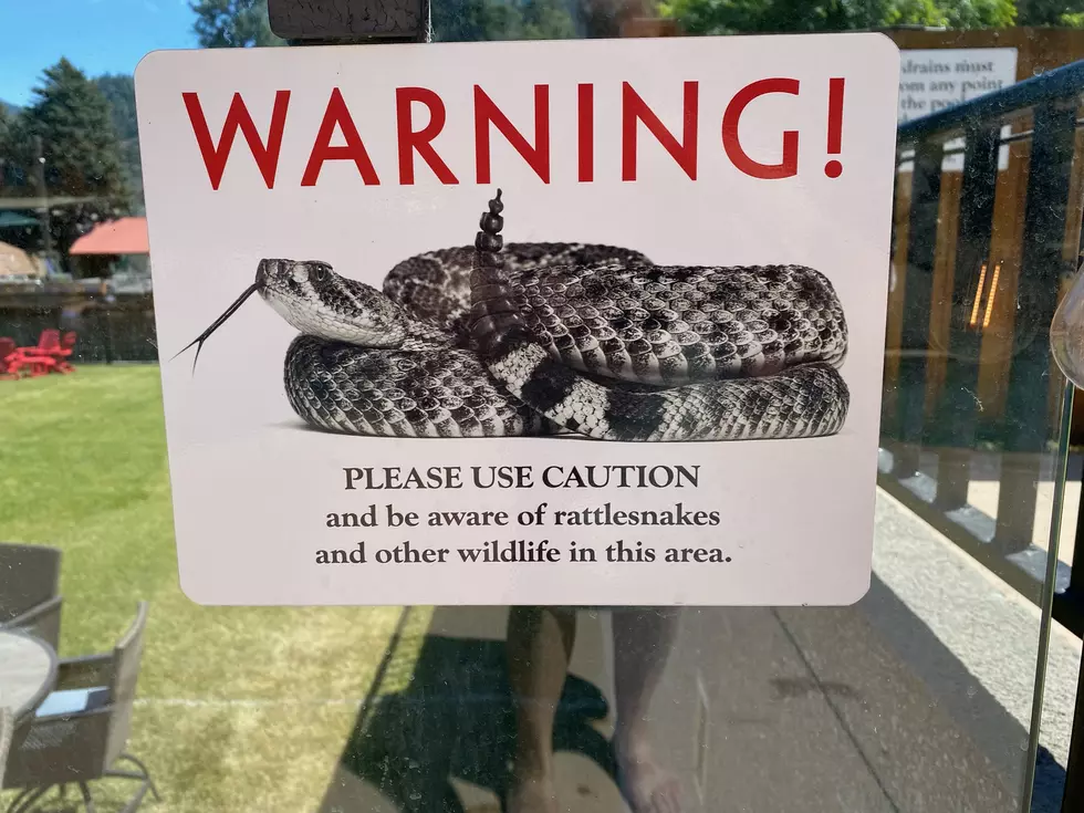 Montana Snakes