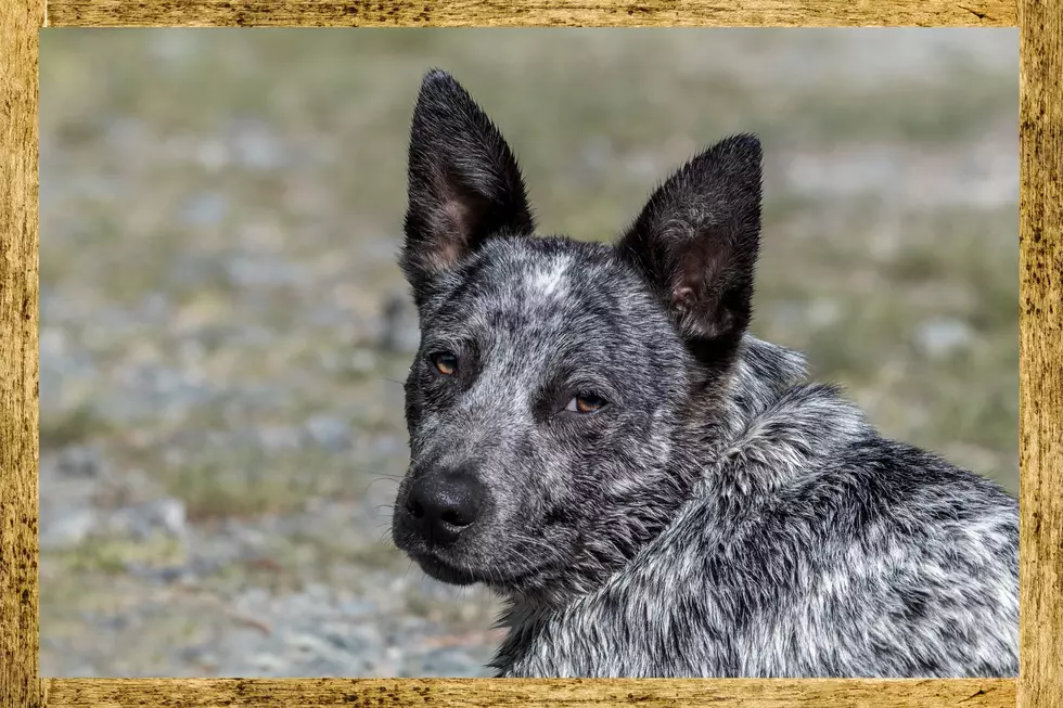 Dog Blue Heeler Adult