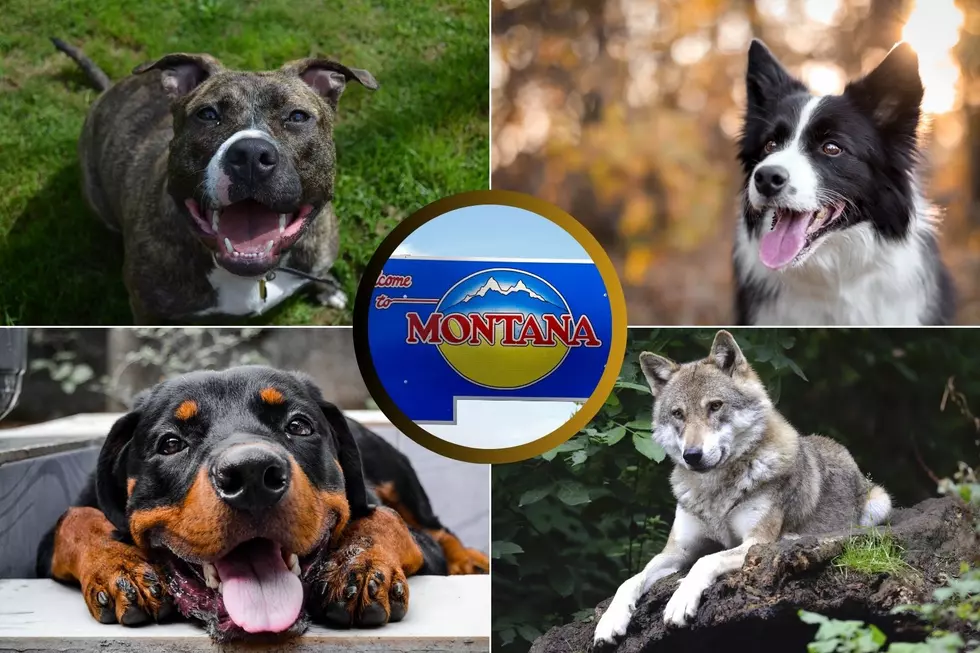 What Should Be Montana&#8217;s &#8216;Official Dog Breed&#8217;?
