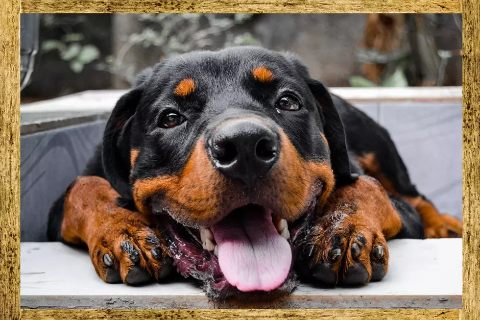 Adult Rottweiler Dog