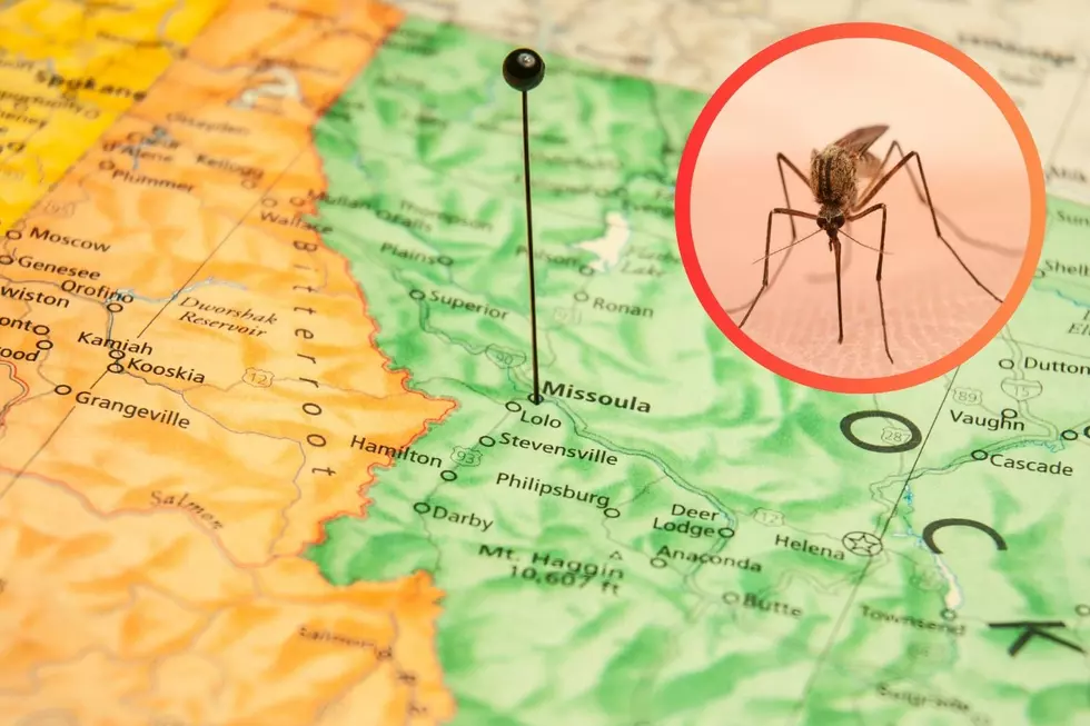 Western Montana's 'Mosquito Forecast' for 2024