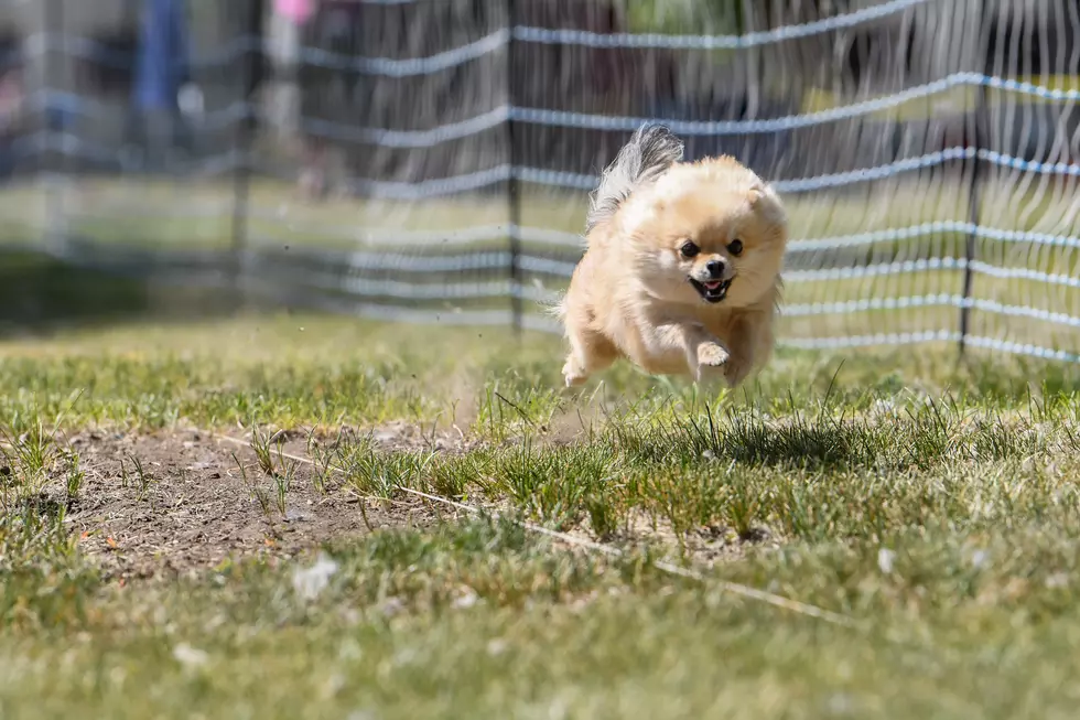 FVKC Member Taja Wilde's Pomeranian "Noa" running FastCat.