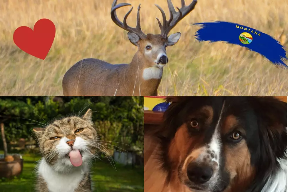 Montana Shows Love For All Kinds of Animals