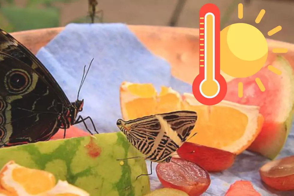 Missoula Butterfly House Shares Important Weather Related Update