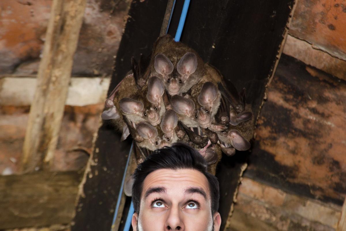 Bat Season In Montana When Do These Creatures Hibernate Bat season in montana when do these creatures hibernate