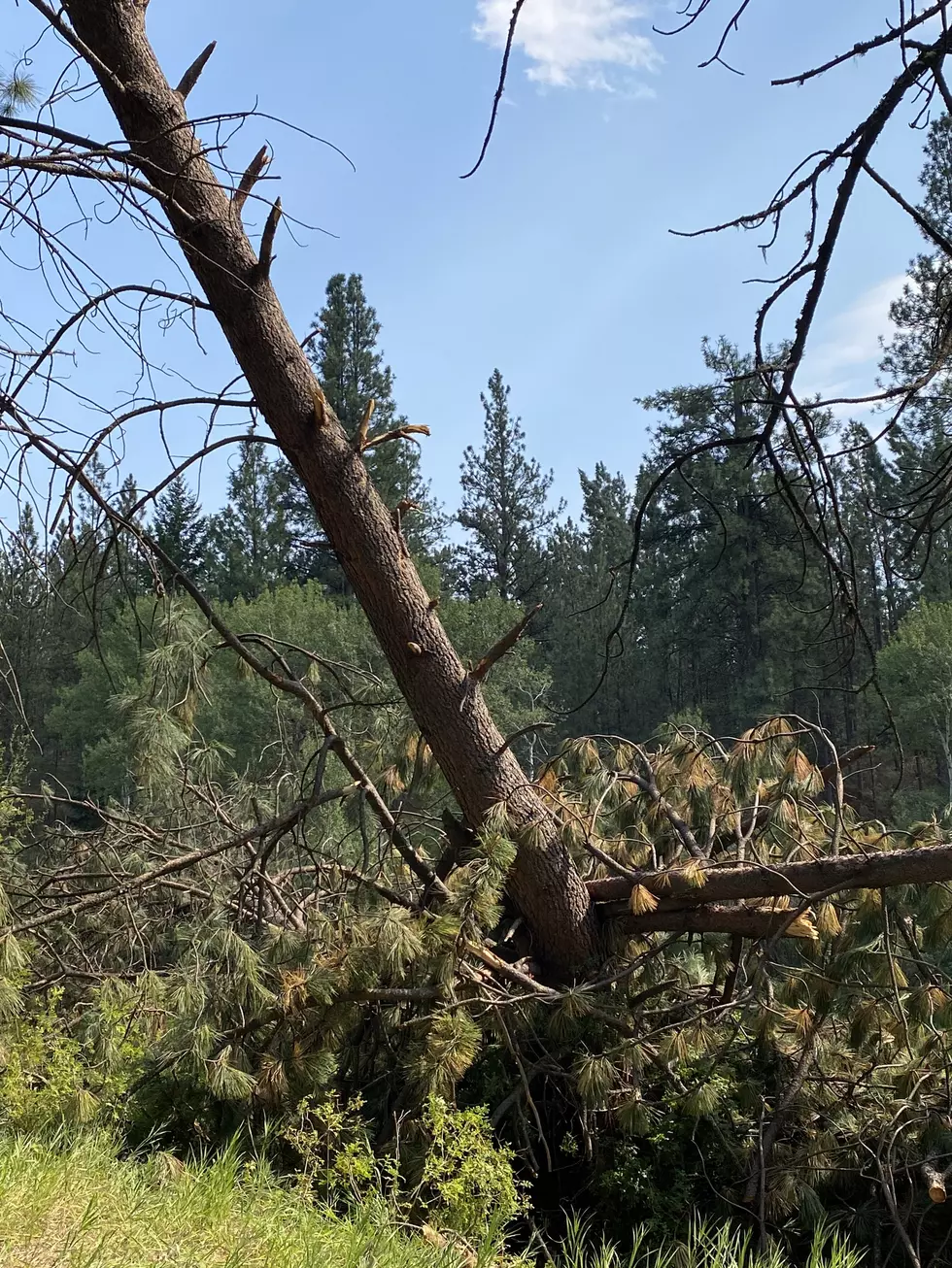 Tree After Storm