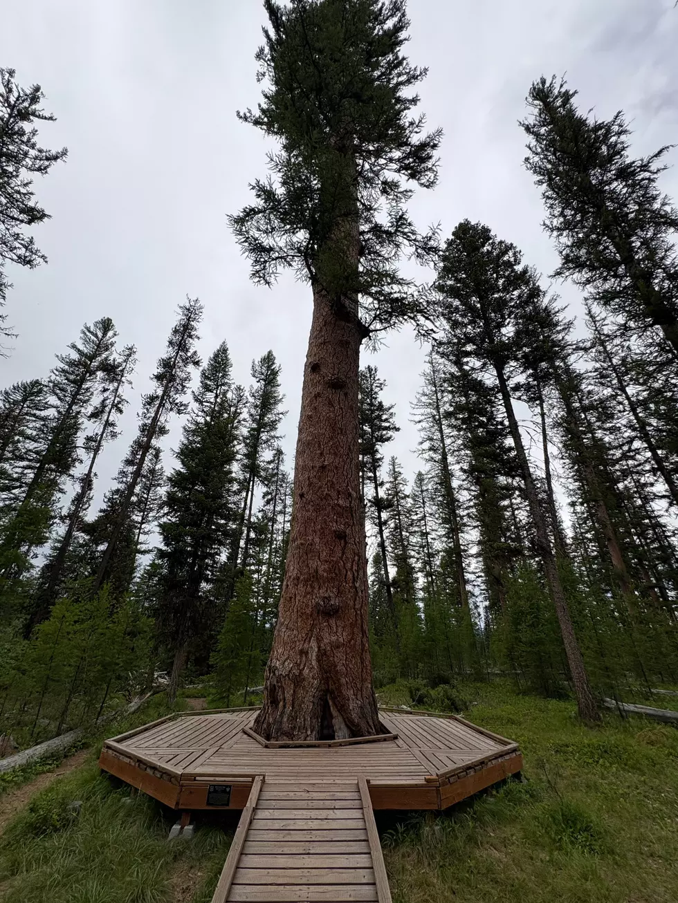 Gus Western Larch