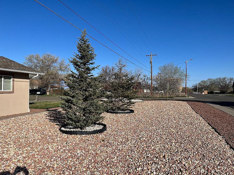 Xeriscape Yard Or Green Grass Colorado