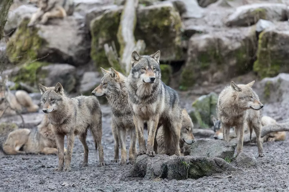 Grey wolf in the forest