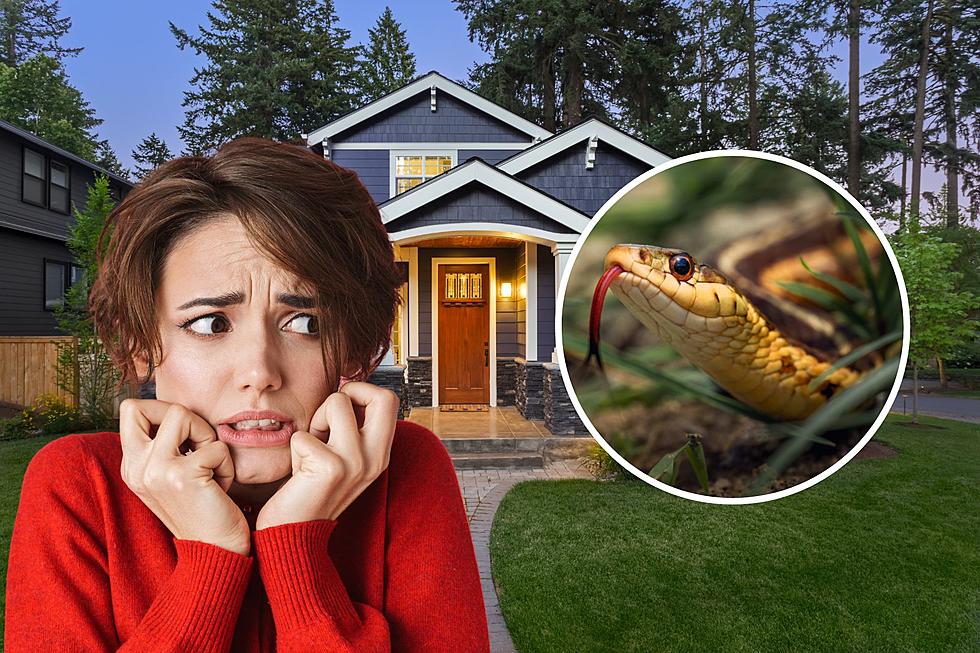 If You Buy a House in Colorado, Remember to Check for Snakes